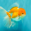 A Grade Red White Oranda Male 5.5 inches #081426OR_08