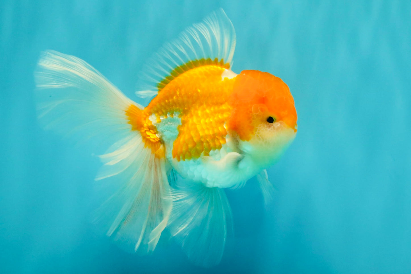 A Grade Red White Oranda Male 5.5 inches #081426OR_08