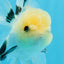 A Grade Panda Button Eyes Oranda Male 5 inches #0920OR_25