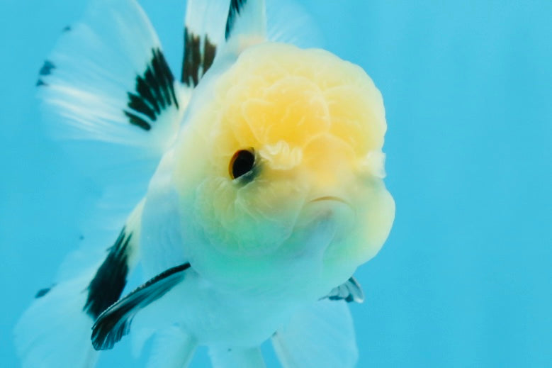 A Grade Panda Button Eyes Oranda Male 5 inches #0920OR_25