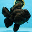 AAA Grade Godzilla Black Oranda Female 6.5 inches #081525OR_31