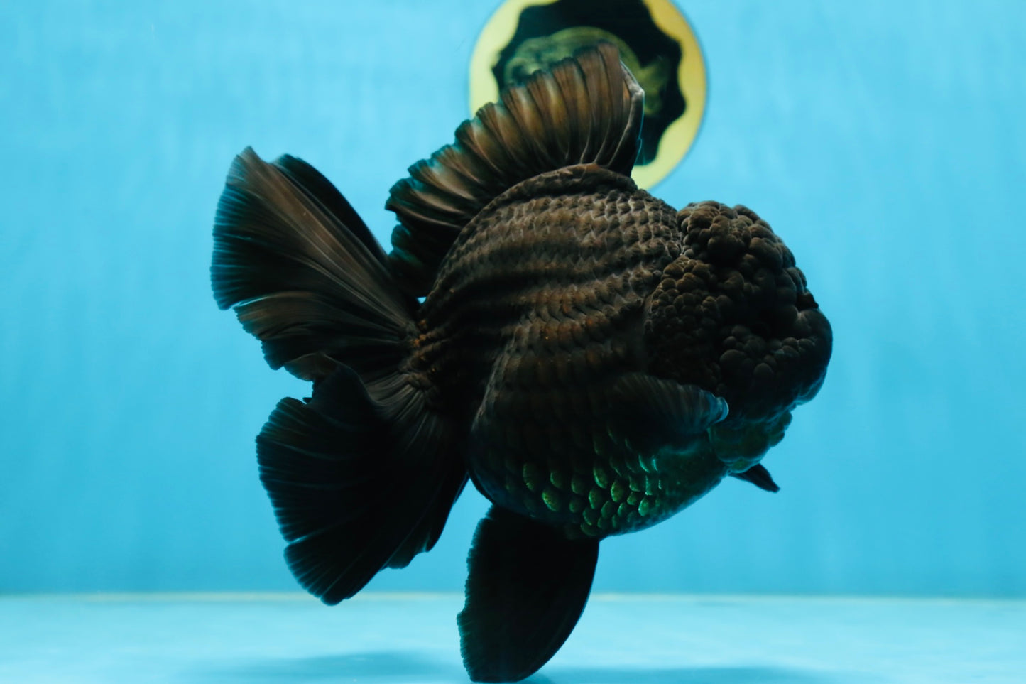 AAA Grade Godzilla Black Oranda Female 6.5 inches #081525OR_31