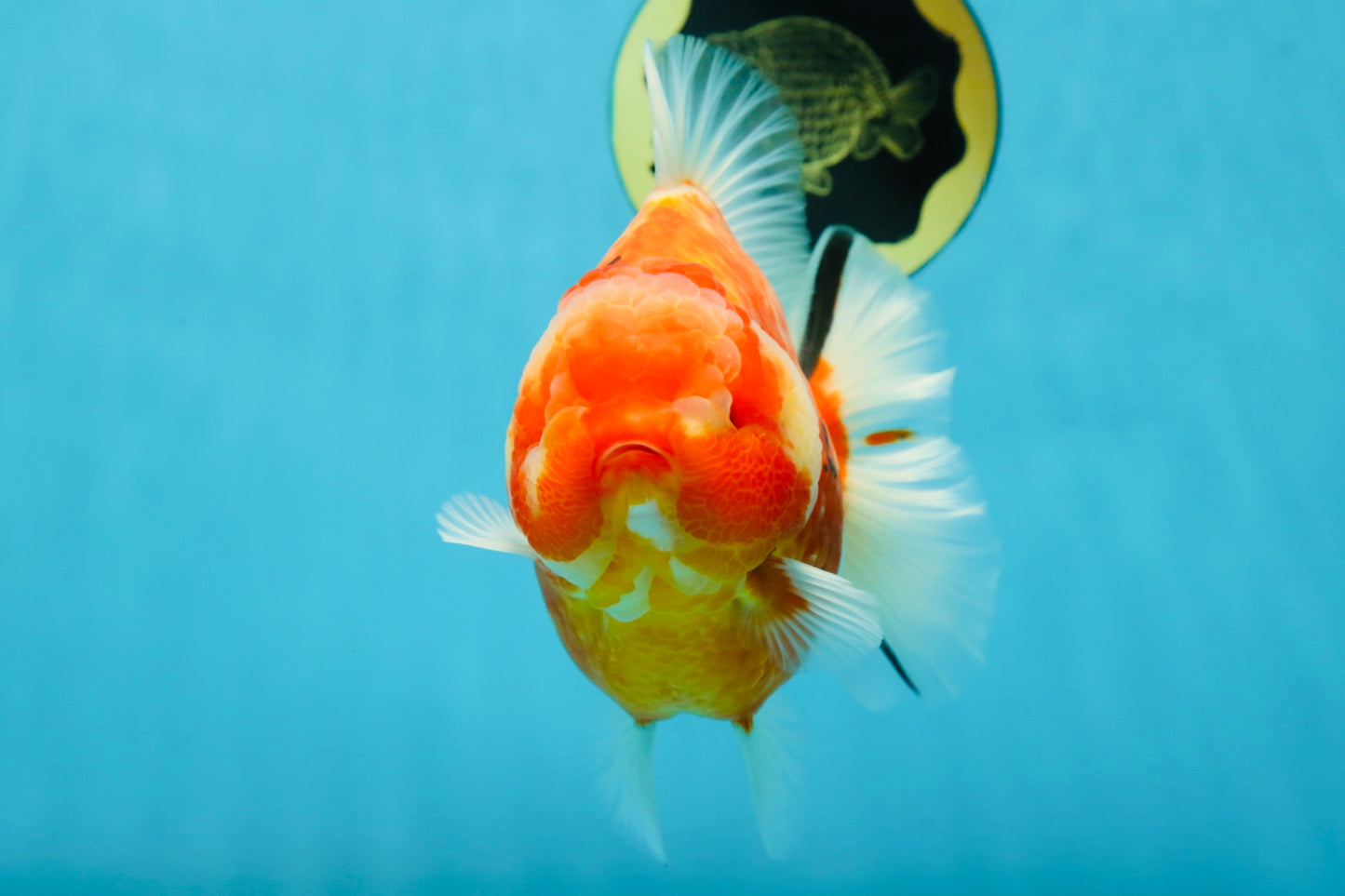 AAA Grade Godzilla Sakura Yuanbao Female 6 inches #050925YB_23