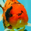 ELVIS AAA Grade Kohaku Sakura Yuanbao Male 4.5-5 inches #092526YB_08