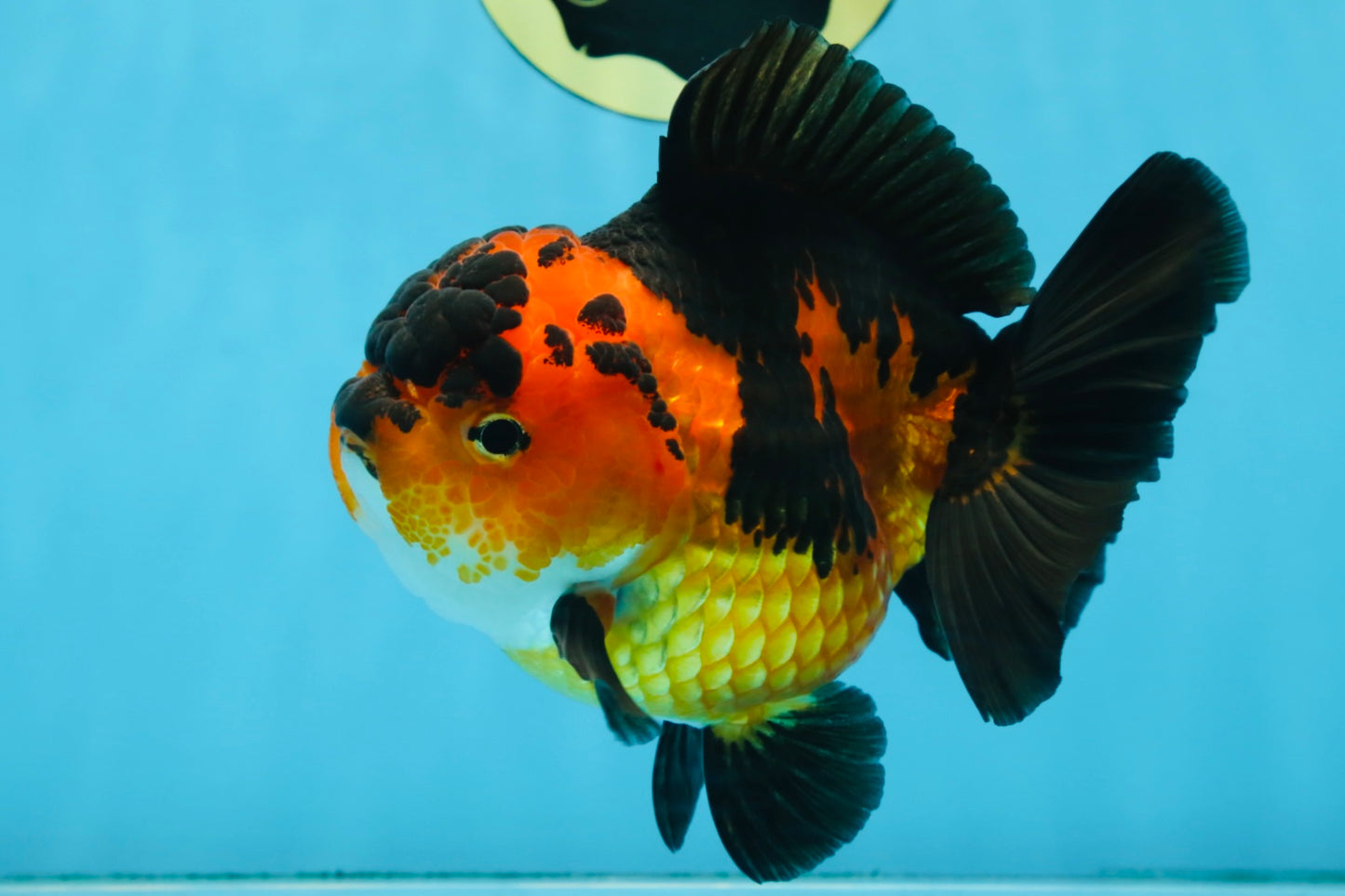 AAA Grade FIRE Apache Yuanbao Female 5-5.5 inches #091925YB_19