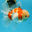 AAA Grade CHONKY Sakura Oranda Male 6 inches #082225OR_10