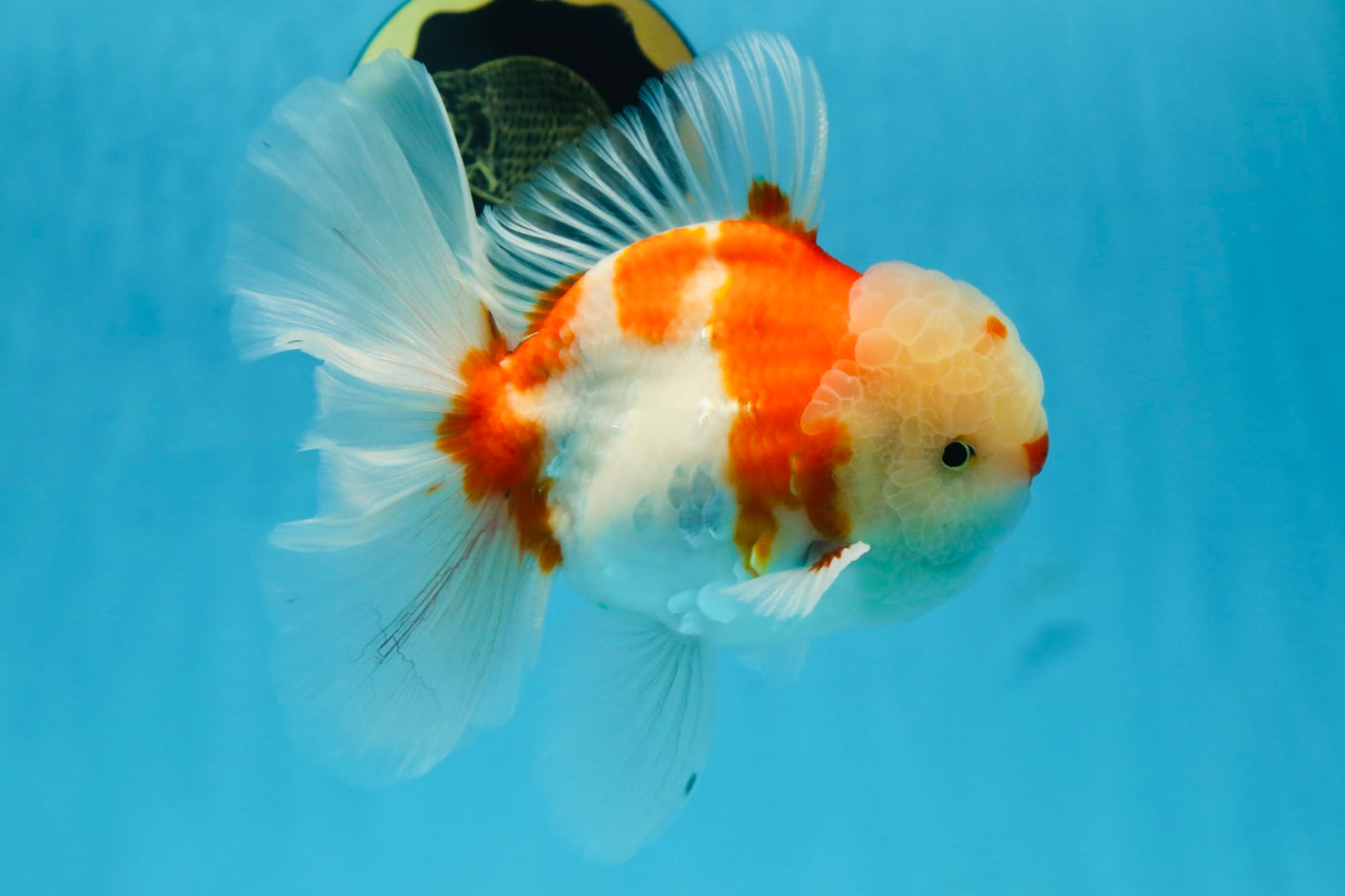 AAA Grade CHONKY Sakura Oranda Male 6 inches #082225OR_10