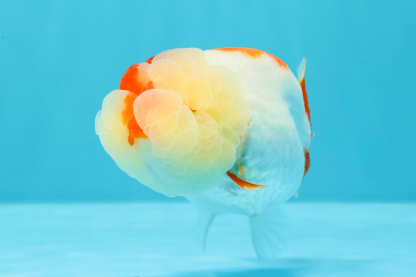 AAA Grade Kohaku LionQueen 4.5 inches #030626LC_01