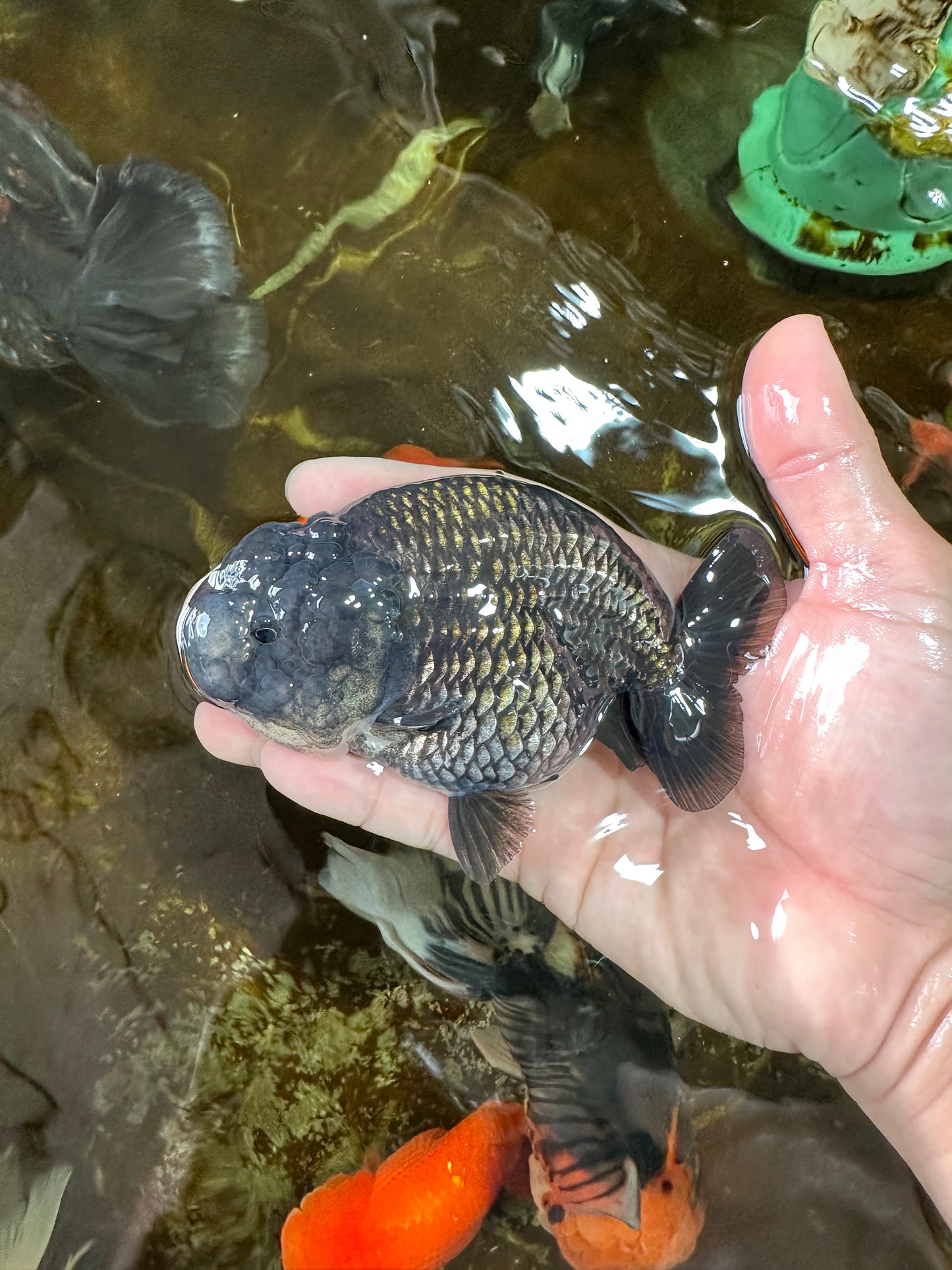 A Grade BIG WEN Black Blue LionQueen 4.5 inches #072525LC_01