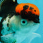 A Grade Red Head Tricolor Oranda Female 5 inches #112224OR_16