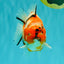 A Grade Sakura Yuanbao Male 5 inches #101626YB_31