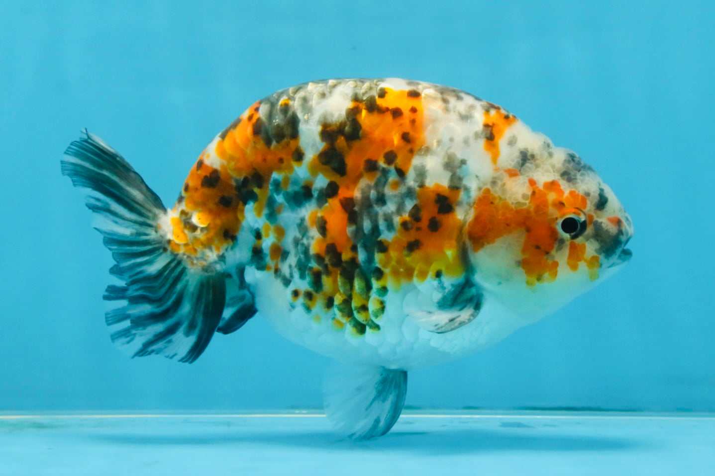 A Grade Tricolor Ranchu Male 5.5 inches #110725RC_14