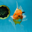 A Grade Sakura Oranda Male 4.5-5 inches #060625OR_24