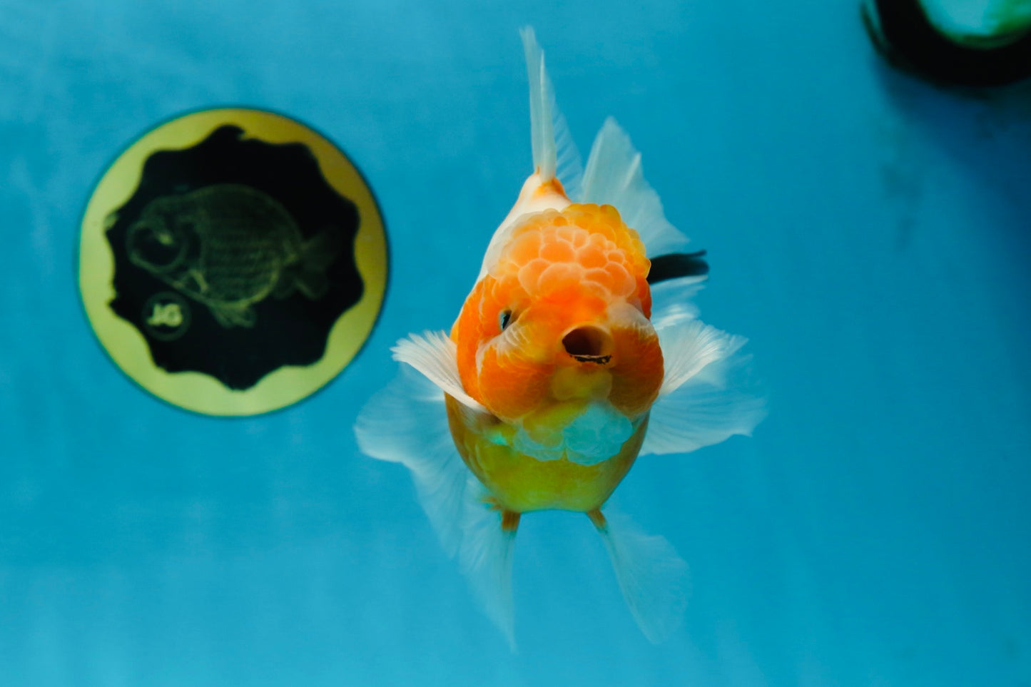 A Grade Sakura Oranda Male 4.5-5 inches #060625OR_24