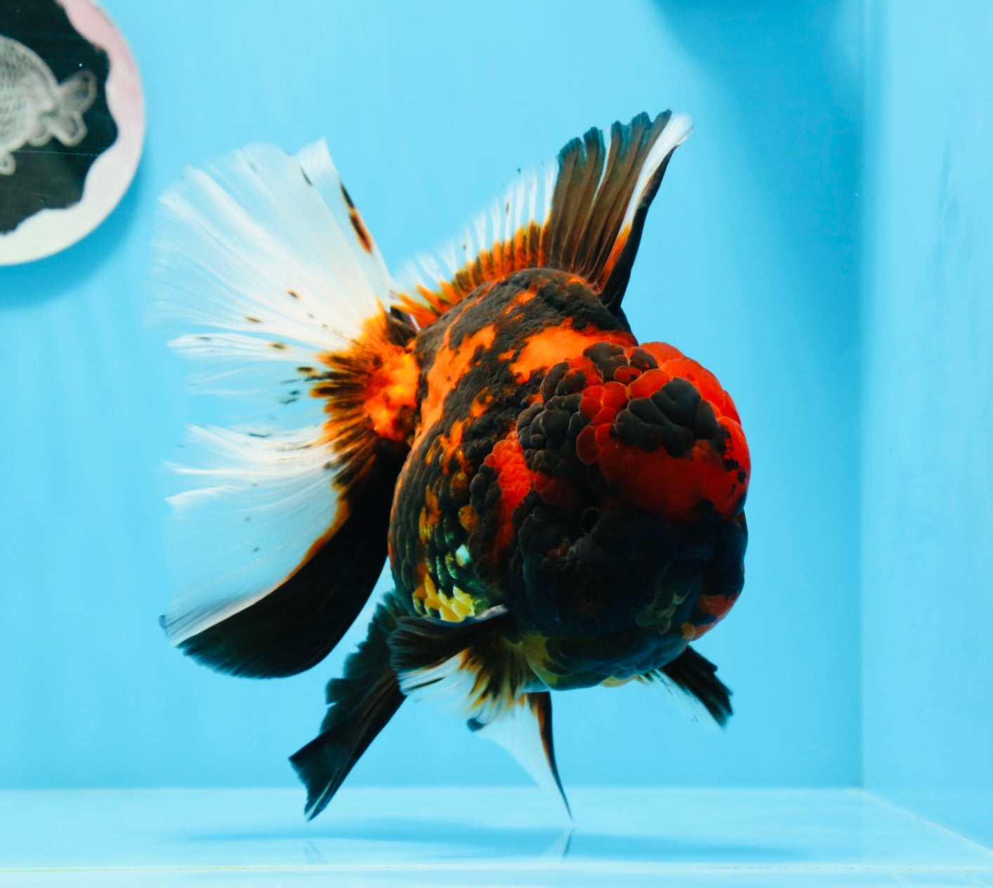 AAA Grade Special Tiger Oranda Male 6-6.5 inches #0913OR_20