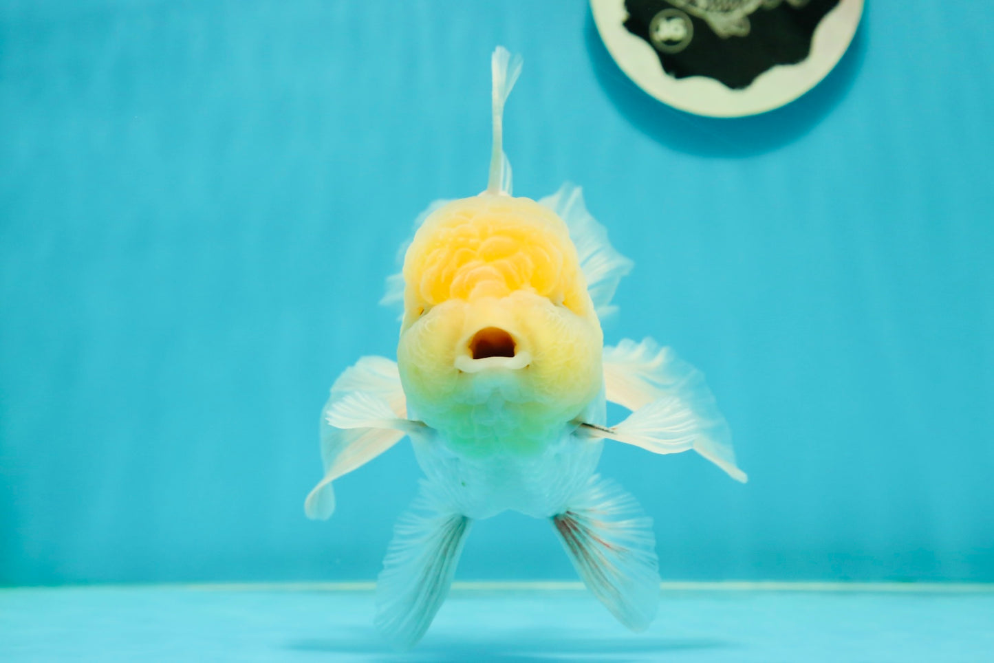 A Grade Super Chubby Lemonhead Button Eyes Oranda Male 5-5.5 inches #110824OR_12