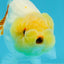 Lemonhead Lionchu Male 3.5-4 inches #0927LC_09