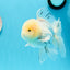 AAA Grade Panda Matte White Pompoms Oranda Male 4.5-5 inches #0503OR_12