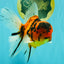 UNIQUE A Grade Tiger Oranda Male 6.5 inches #070626OR_19