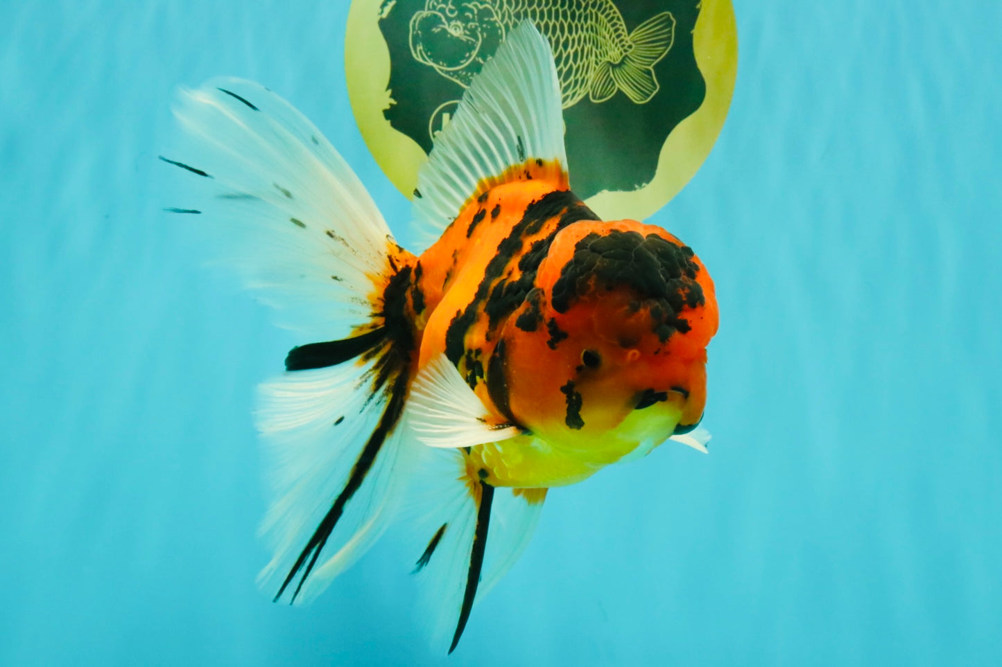 UNIQUE A Grade Tiger Oranda Male 6.5 inches #070626OR_19