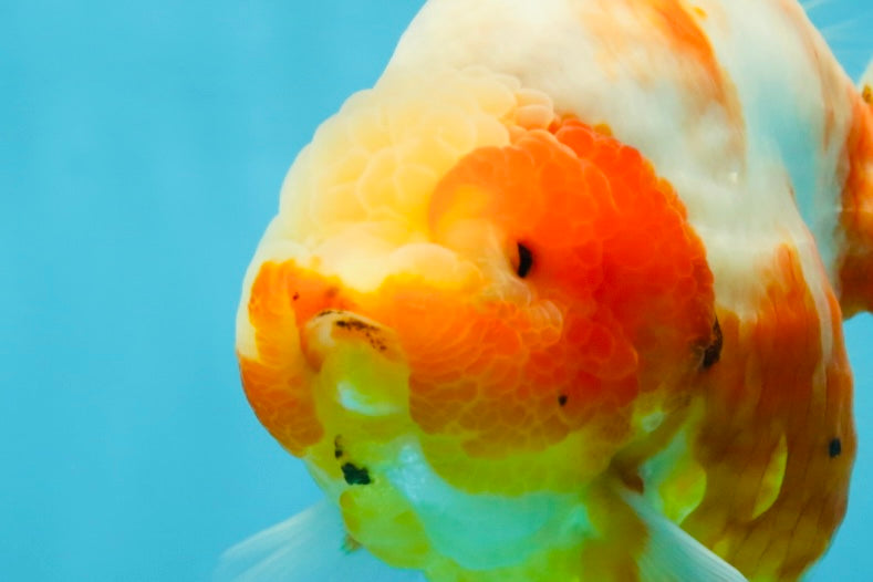 AAA Grade Godzilla Sakura Yuanbao Female 5.5 inches #050925YB_20