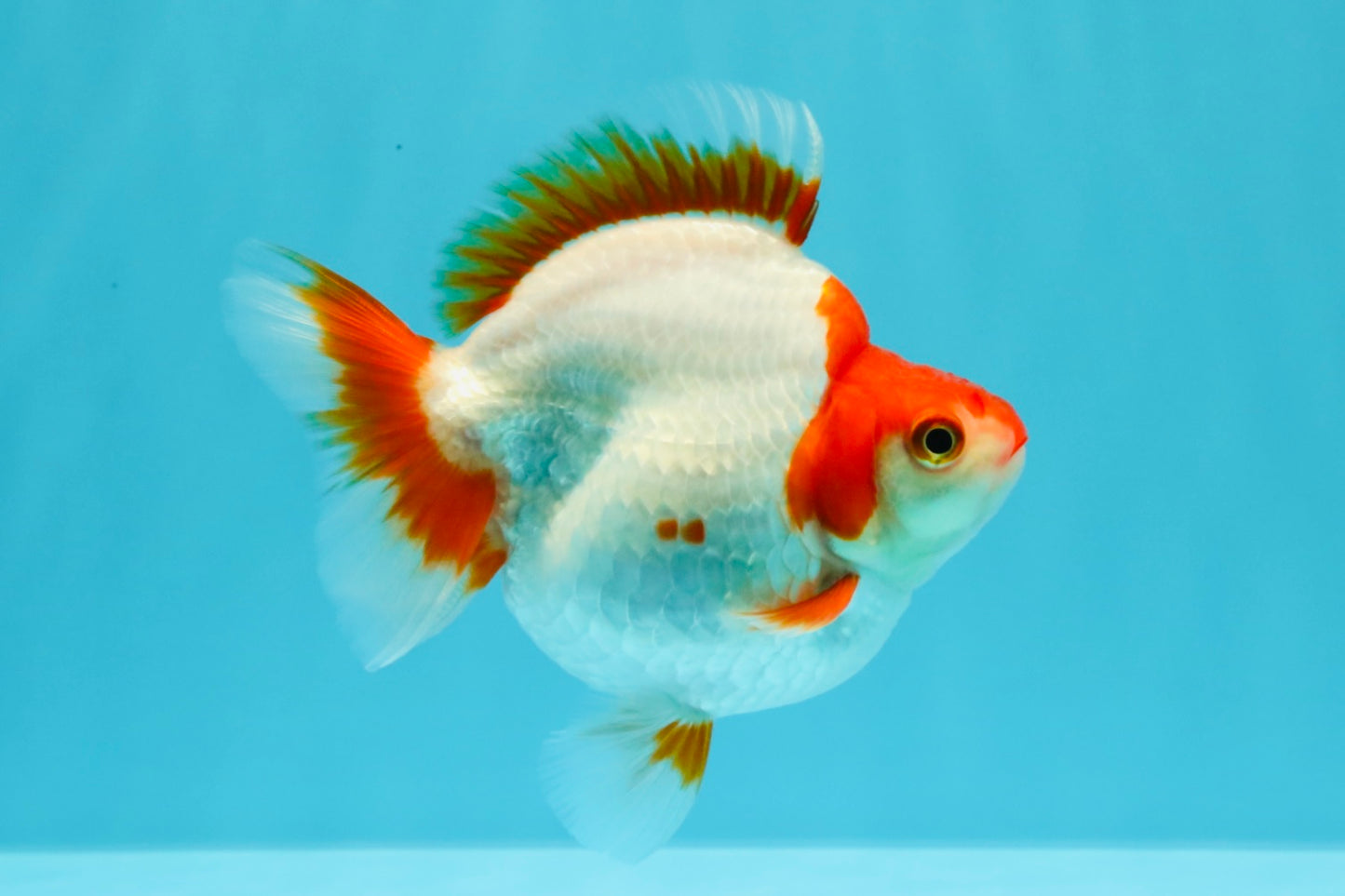 AAA Grade Red White Ryukin Female 4-4.5 inches #030626RK_15