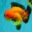 AAA Grade Apache Yuanbao Male 5-5.5 inches #071026YB_14