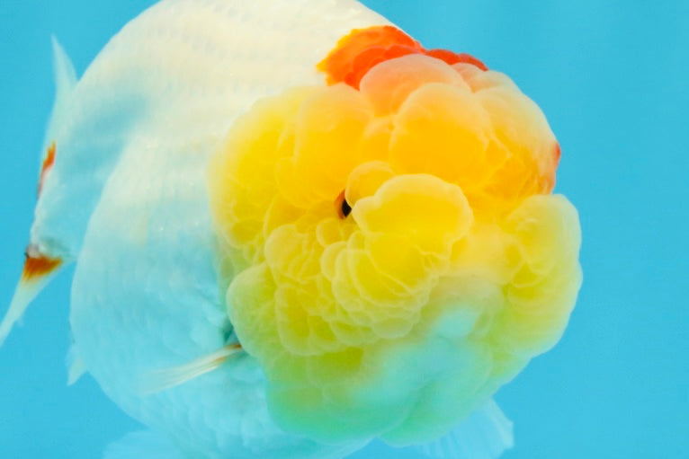 A Grade Red White LionQueen 4.5 inches #022026LC_15