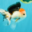A Grade Tricolor Oranda Male 5 inches #041726OR_14