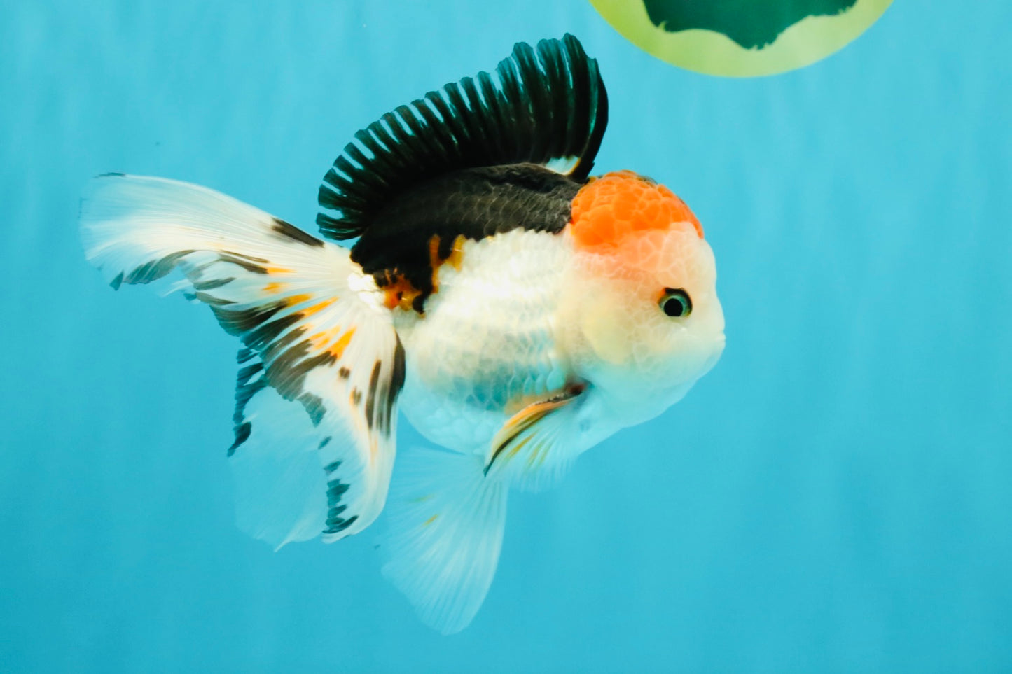 A Grade Tricolor Oranda Male 5 inches #041726OR_14
