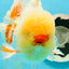 AAA Grade Lemonhead Duckie Red White Oranda Male 6 inches #0216OR_01