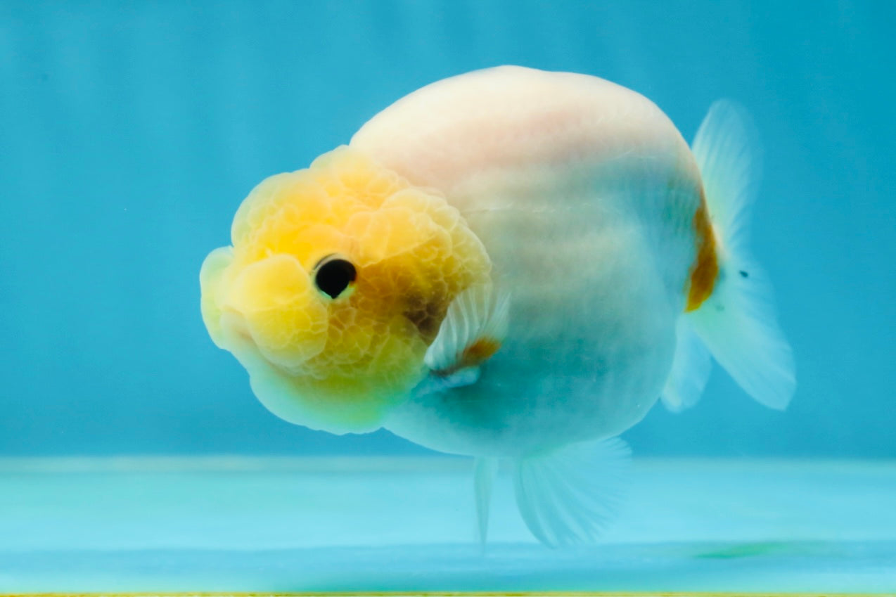 A Grade Sakura Button Eyes LionQueen 4 inches #050925LC_09