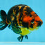 SPECIAL A Grade Chinese Tiger Ranchu Male 5 inches #102425RC_01