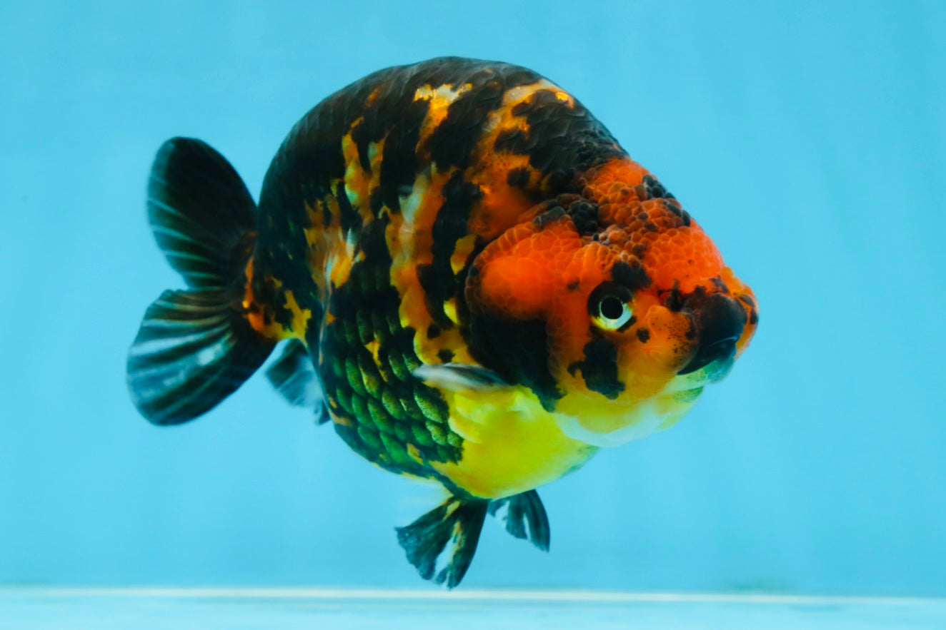 SPECIAL A Grade Chinese Tiger Ranchu Male 5 inches #102425RC_01