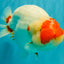 CHUBBY AAA Grade Super Hybrid Buffalo Red White  Ranchu Male 5.5 inches #100226RC_22