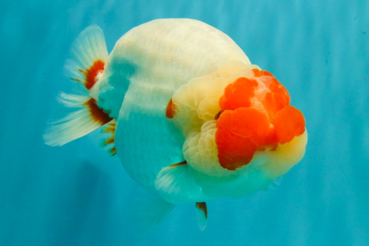 CHUBBY AAA Grade Super Hybrid Buffalo Red White  Ranchu Male 5.5 inches #100226RC_22