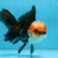 A Grade Tricolor Oranda Male 5 inches #082925OR_06