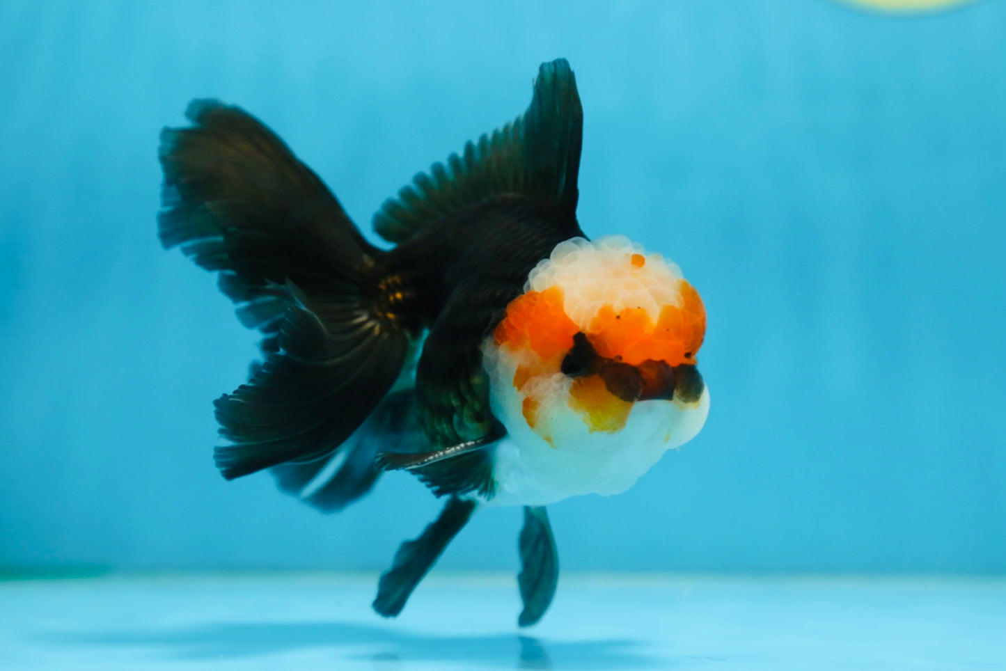 A Grade Tricolor Oranda Male 5 inches #082925OR_06