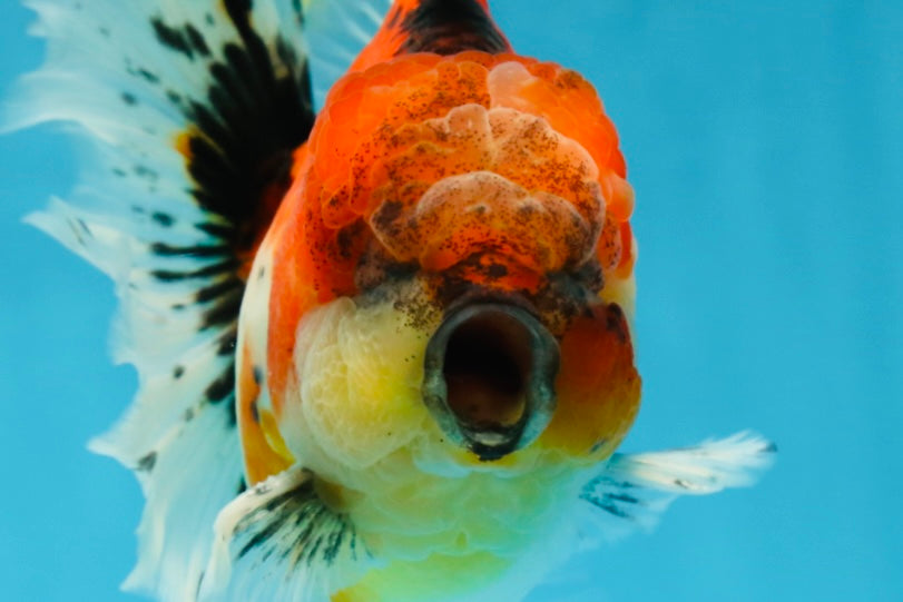 AAA Grade RARE Godzilla Calico Sakura Oranda Male 5.5 inches #051625OR_20