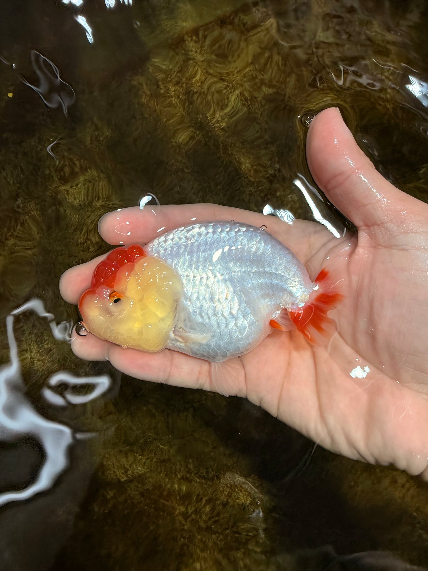 AAA Grade Red White LionQueen 4 inches #103125LC_28