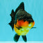 SUPER CUTE AAA Grade Apache Yuanbao Female 5 inches #062626YB_14