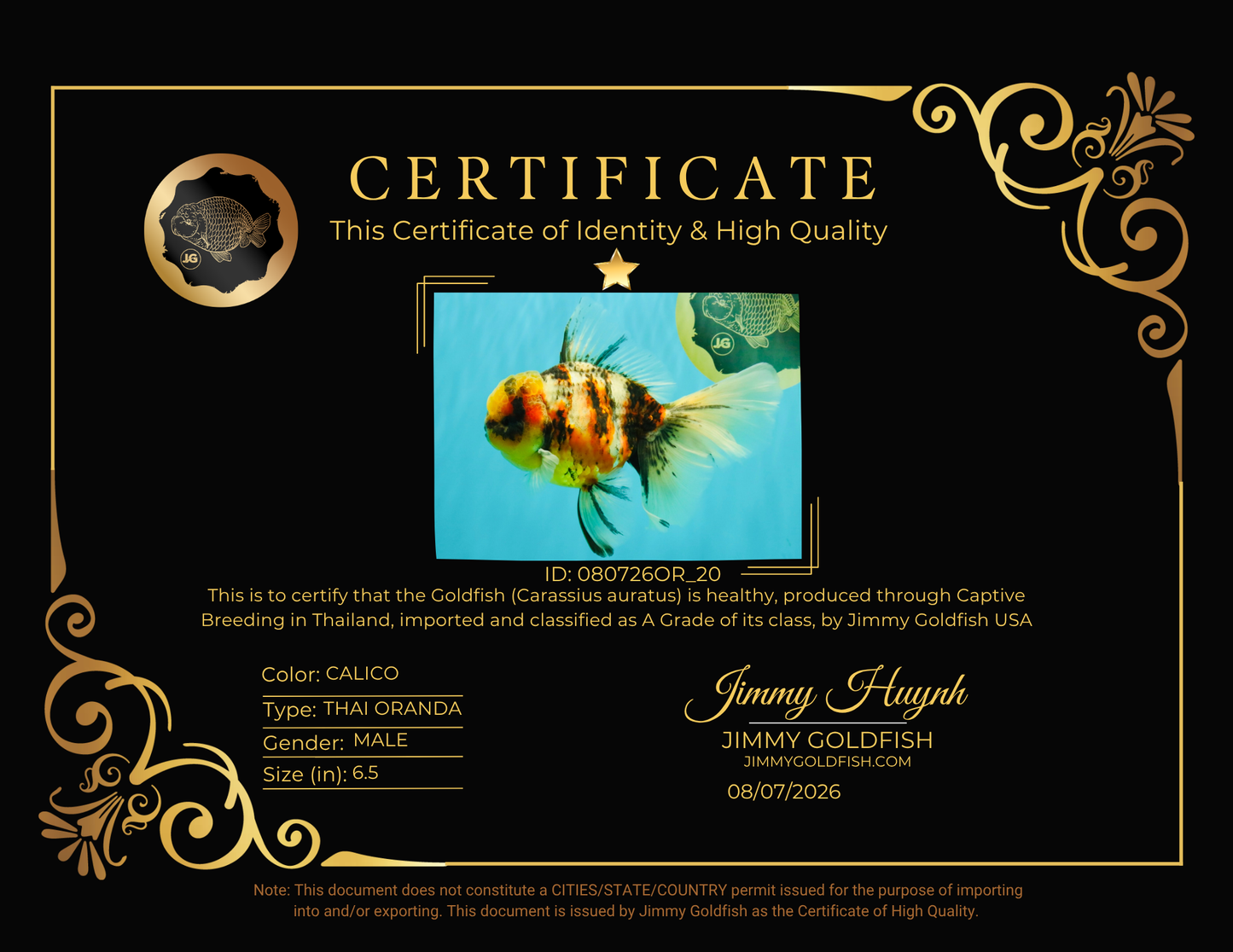 A Grade Sanke Oranda Male 6.5 inches #080726OR_20