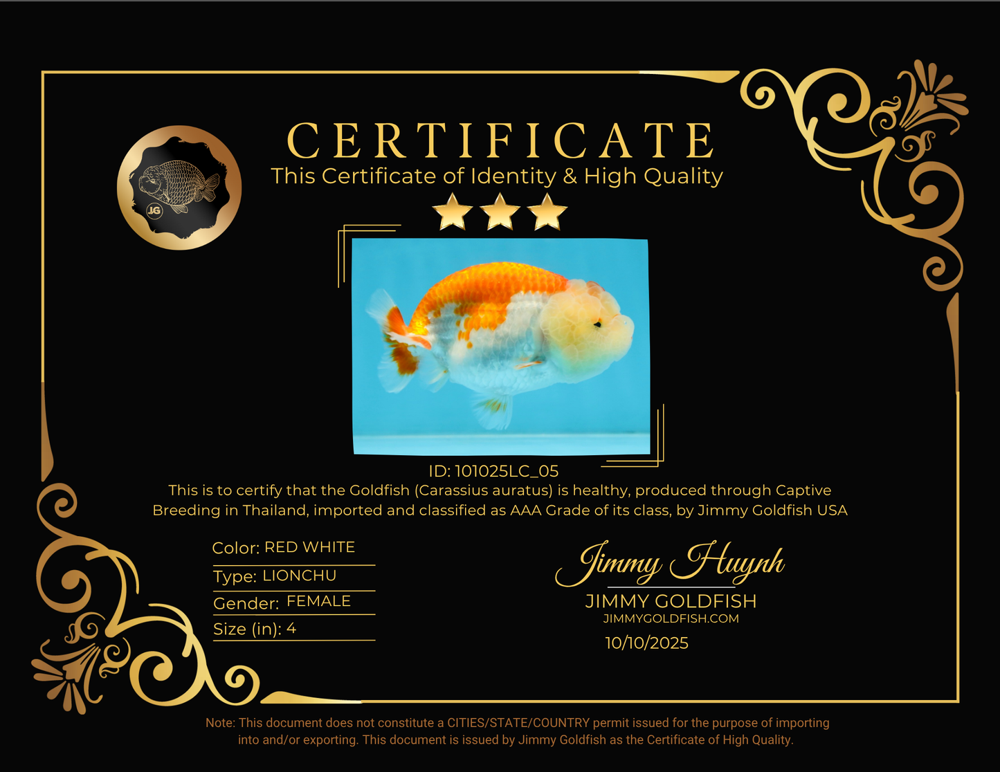 AAA Grade Young Red White LionQueen 4 inches #101025LC_05