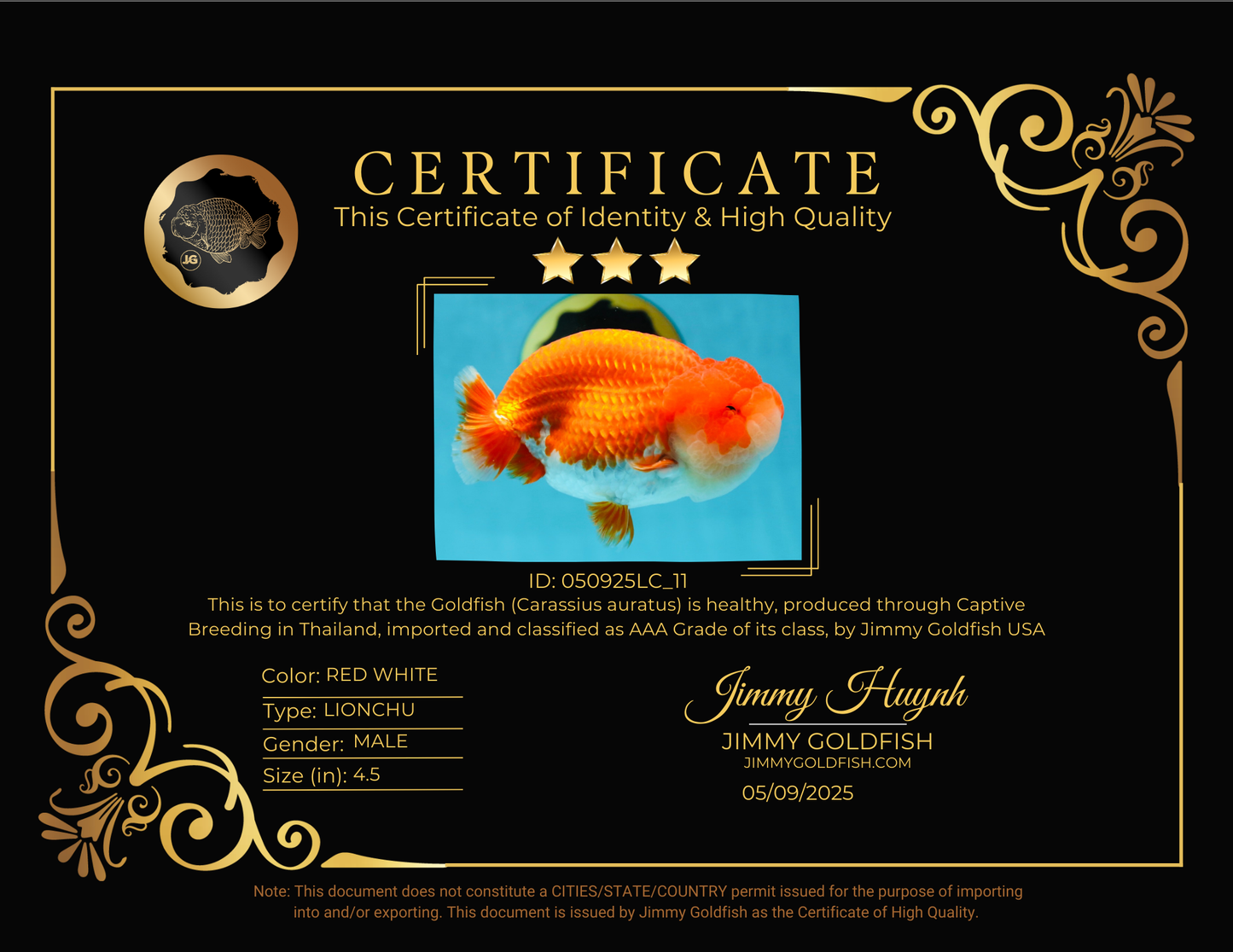 AAA Grade Red White LionKing 4.5 inches #050925LC_11