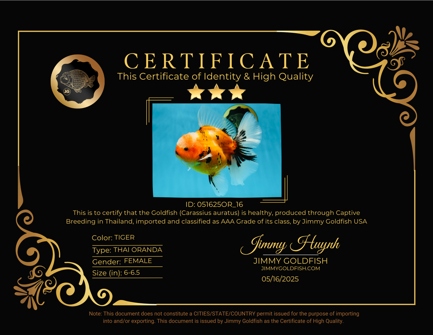 AAA Grade TOP Tiger Oranda Female 6-6.5 inches #051625OR_16