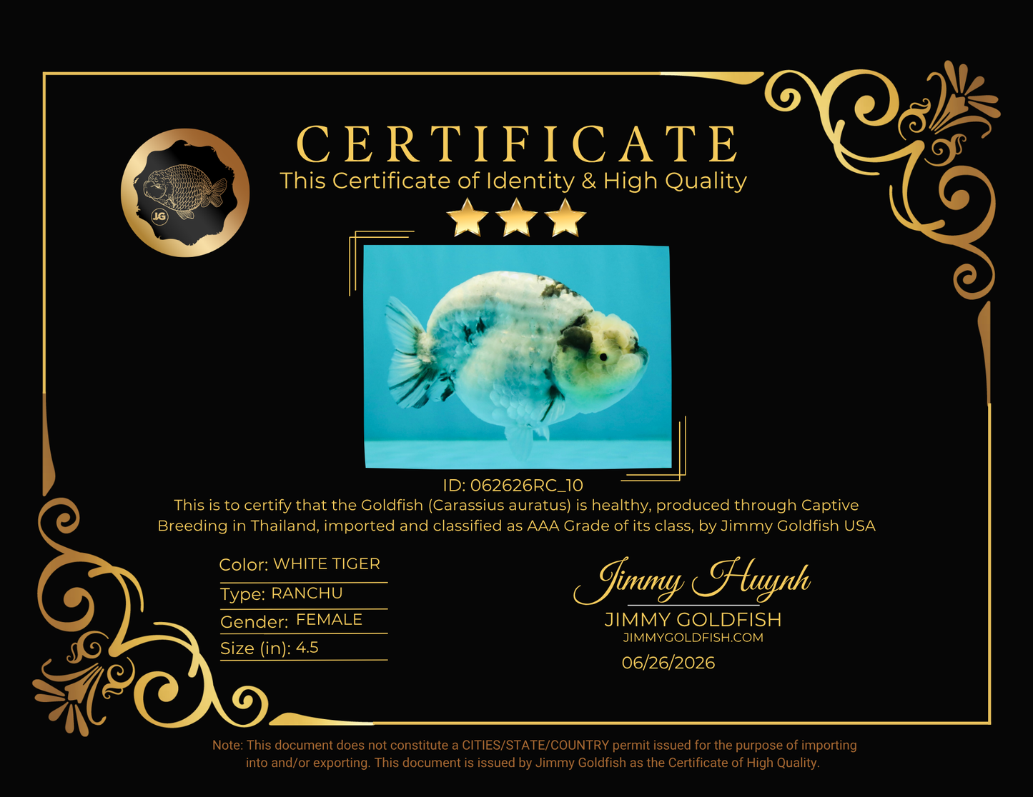 AAA Grade White Tiger Blue Base Ranchu Female 4.5 inches #062626RC_10
