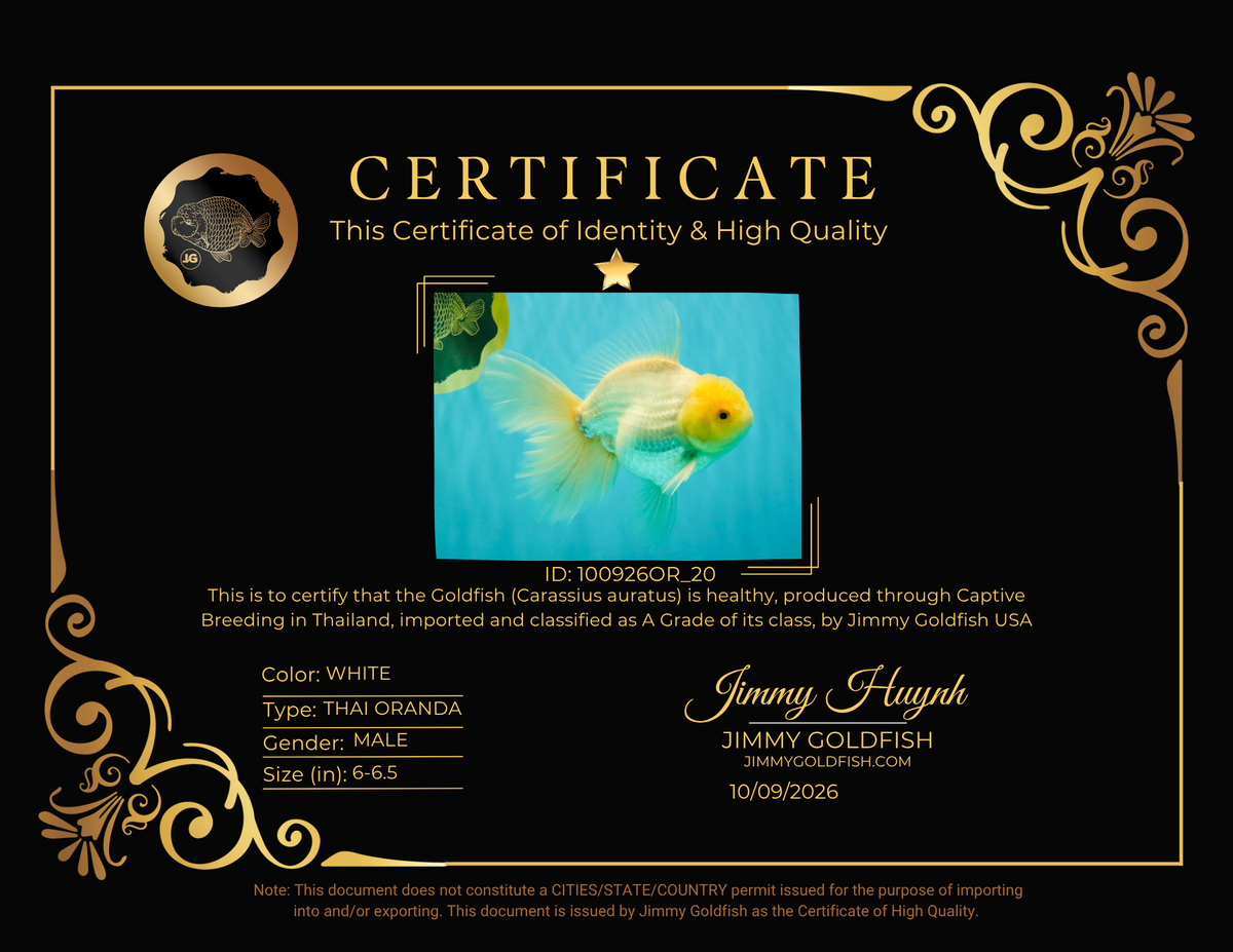A Grade White Oranda Male 6-6.5 inches #100926OR_20