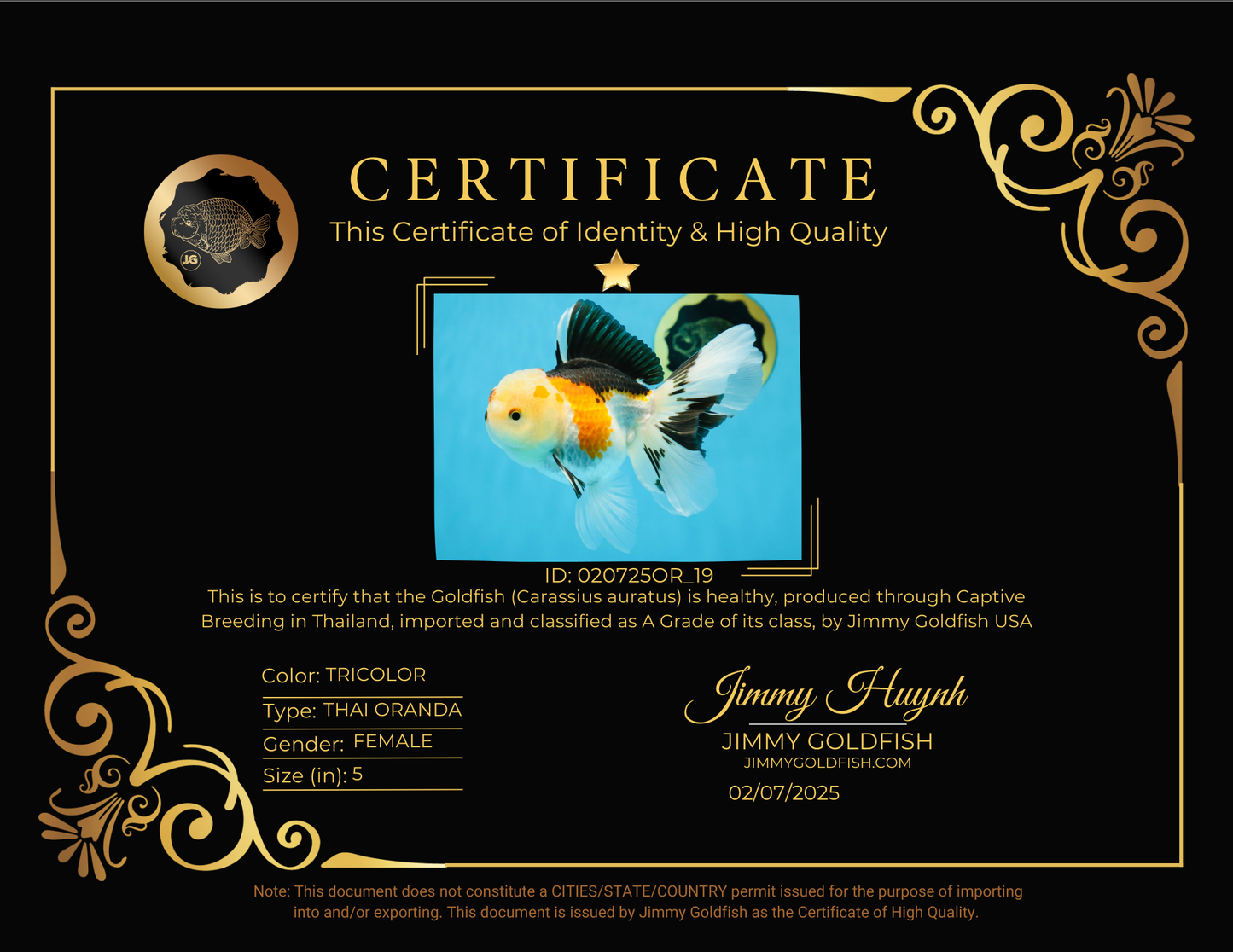 A Grade Button Nose Tricolor Oranda Female 5 inches #020725OR_19