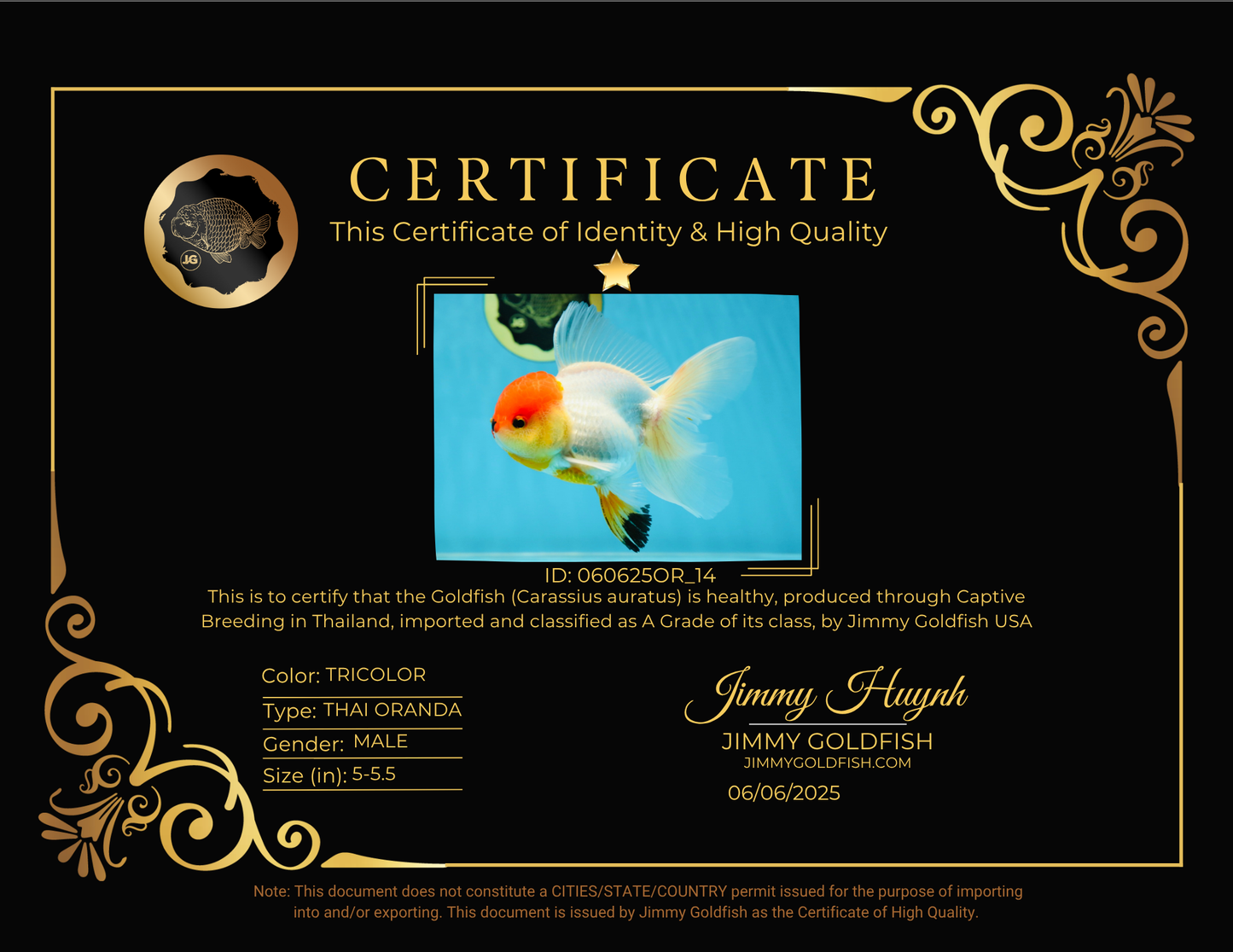 A Grade Tricolor Oranda Male 5-5.5 inches #060625OR_14