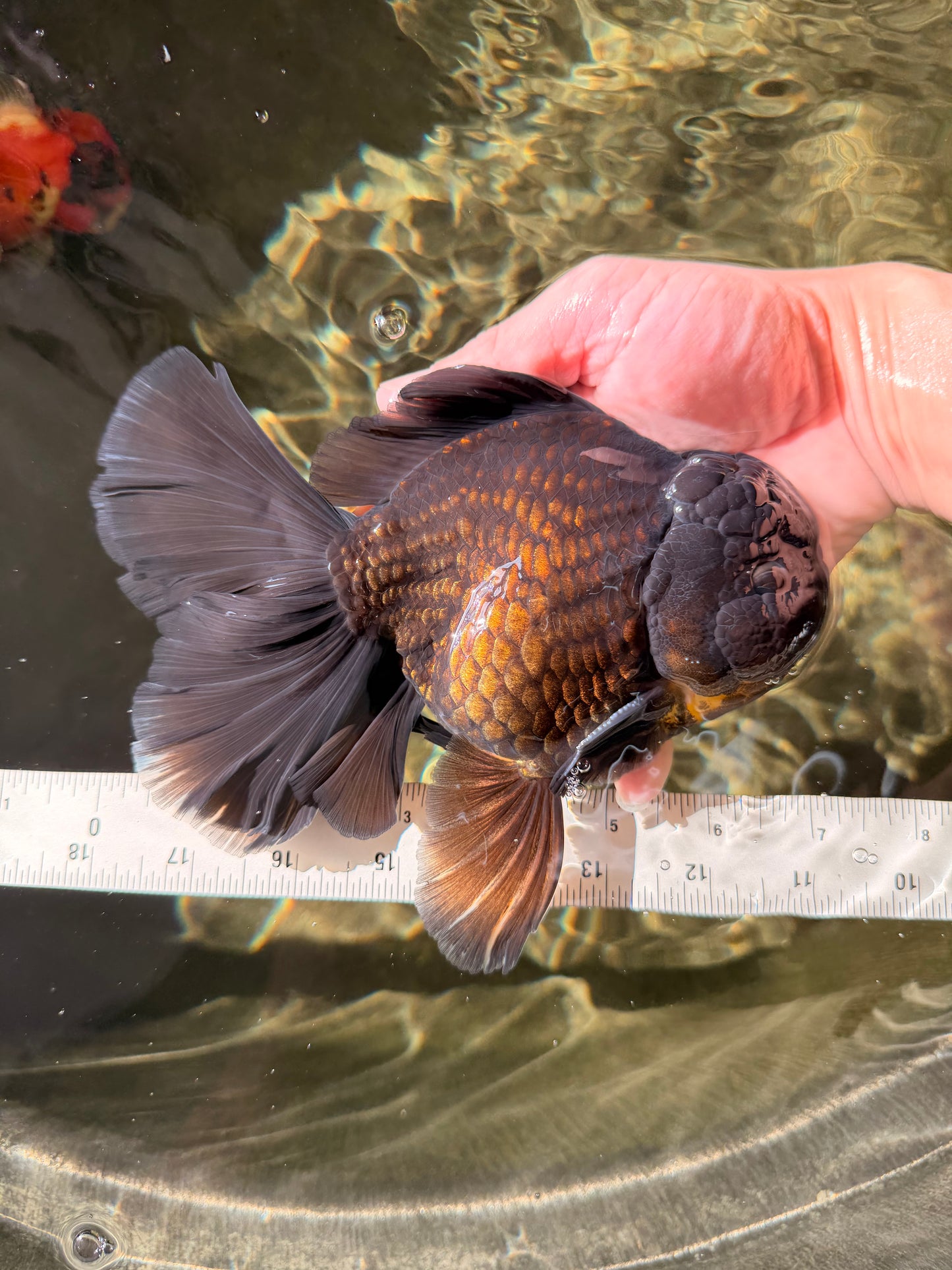 AAA Grade Godzilla Black Copper Oranda Male 7 inches #032026OR_01